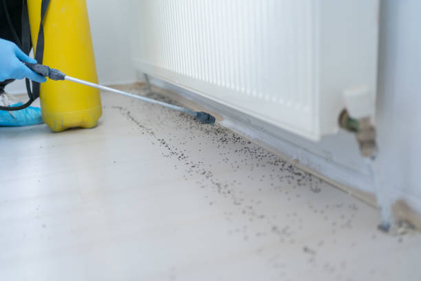 Flea Control Services in Waynesboro, TN