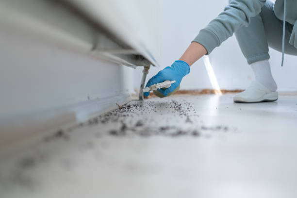 Best Rat Extermination Near Me  in Waynesboro, TN
